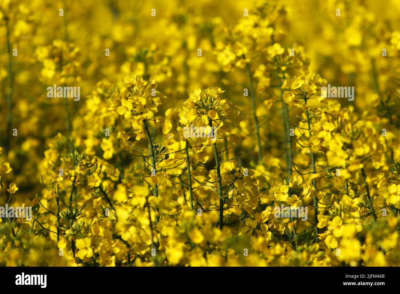 Oil-seed rape, crop in farmer's field, UK. Stock Photo