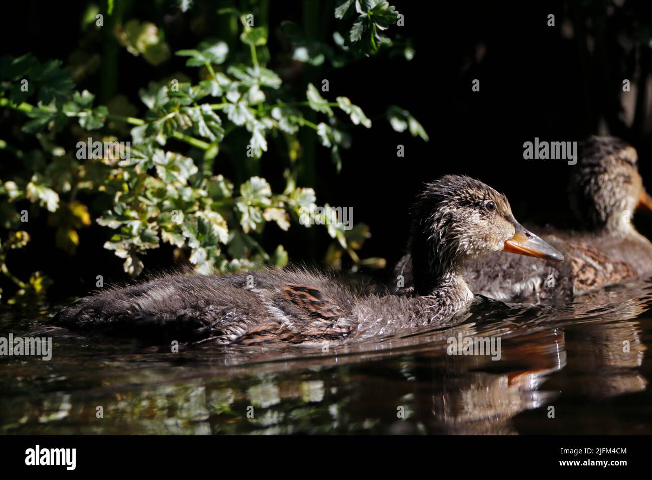 MALLARD duckling showing first feather growth, UK. Stock Photo