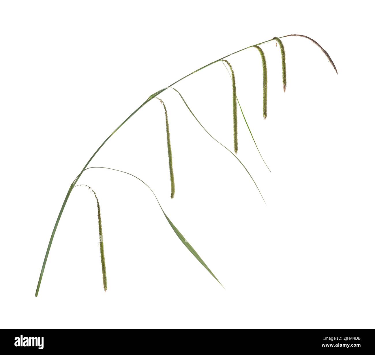 Pendulous Sedge - Carex pendula Stock Photo