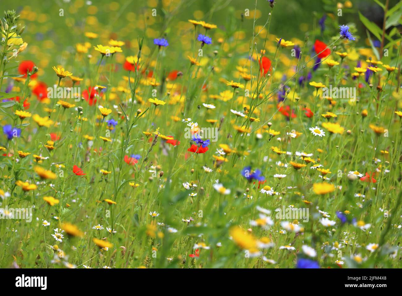 Colorful flower meadow. The Netherlands, Europe. Stock Photo