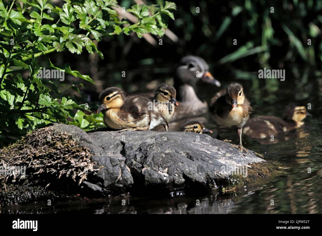 MANDARIN DUCK (Aix galericulata) female with ducklings, UK. Stock Photo