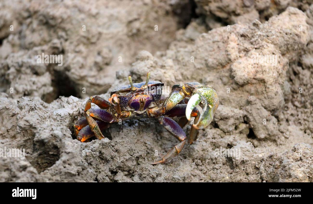 Fiddler crab or calling crab in mangrove. Stock Photo