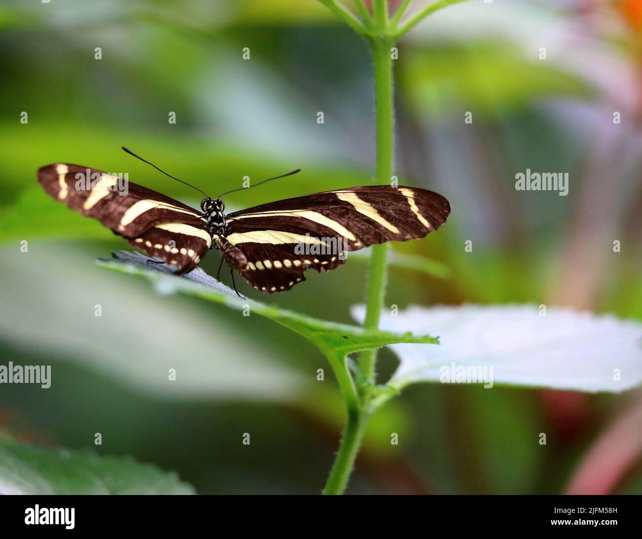 Tropical butterfly in mangrove. Stock Photo