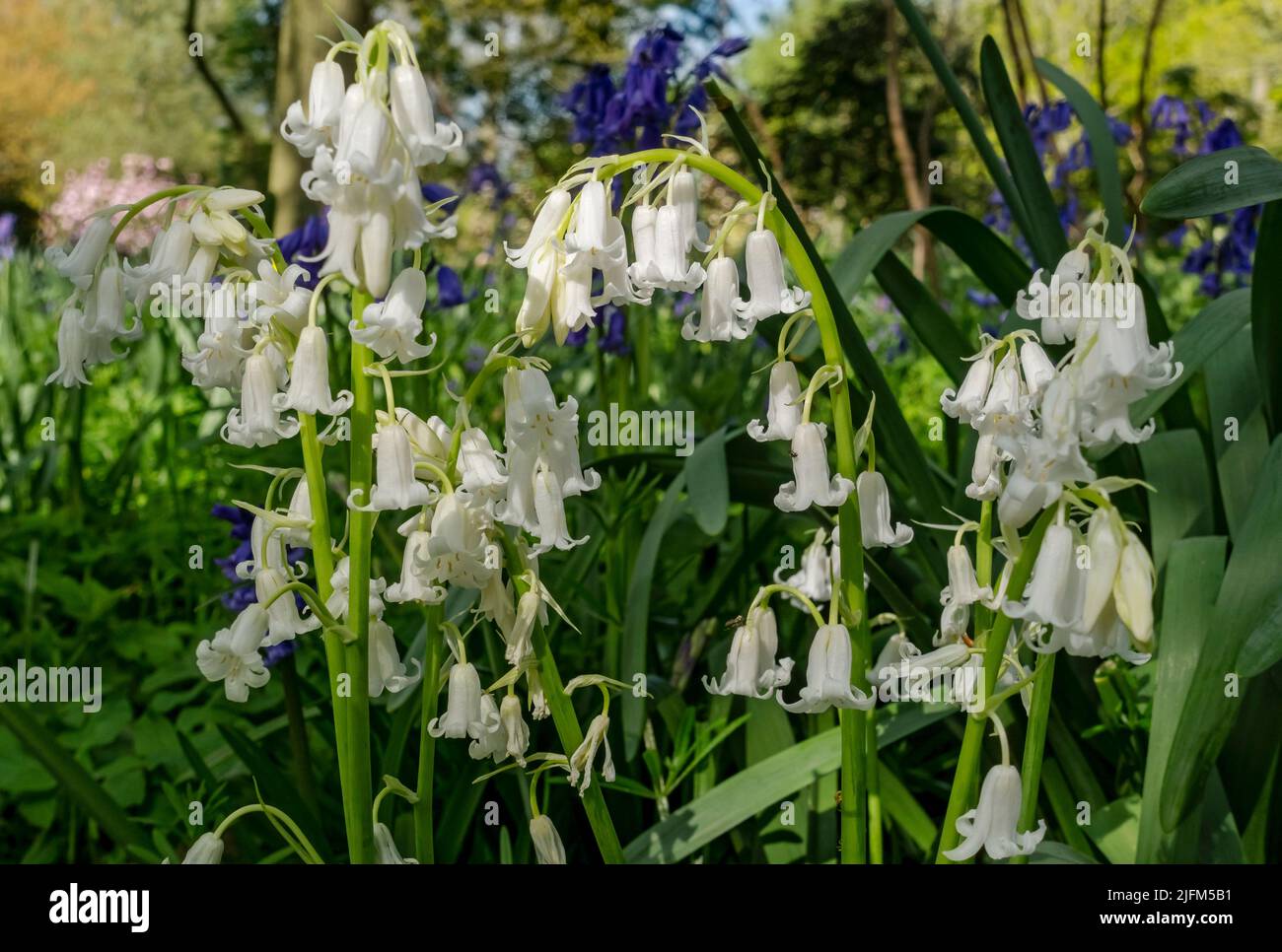 Close up of English white wild bluebells flower flowers flowering growing in a wood woodland in spring North Yorkshire England UK GB Great Britain Stock Photo