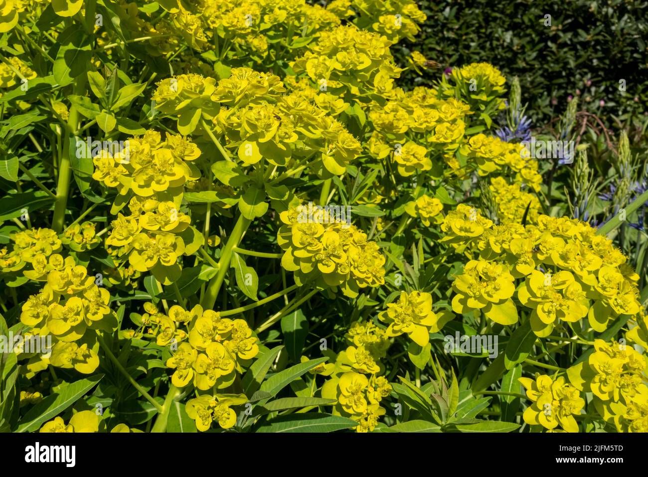 Close up of marsh spurge euphorbia palustris plant flowers flowering yellow green flower growing in the garden in spring England UK Britain Stock Photo