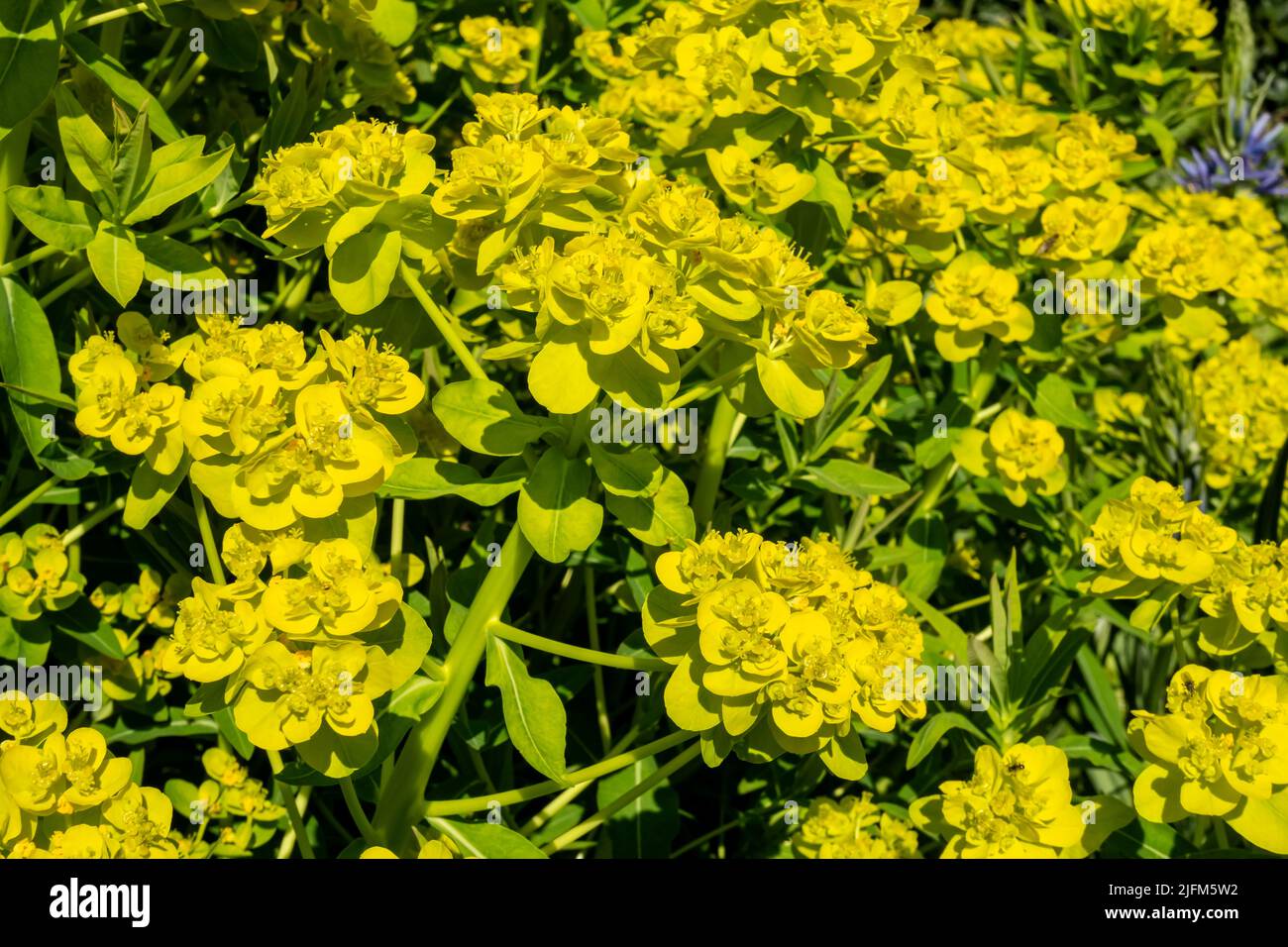 Close up of marsh spurge euphorbia palustris plant flowers flowering yellow green flower growing in the garden in spring England UK Britain Stock Photo