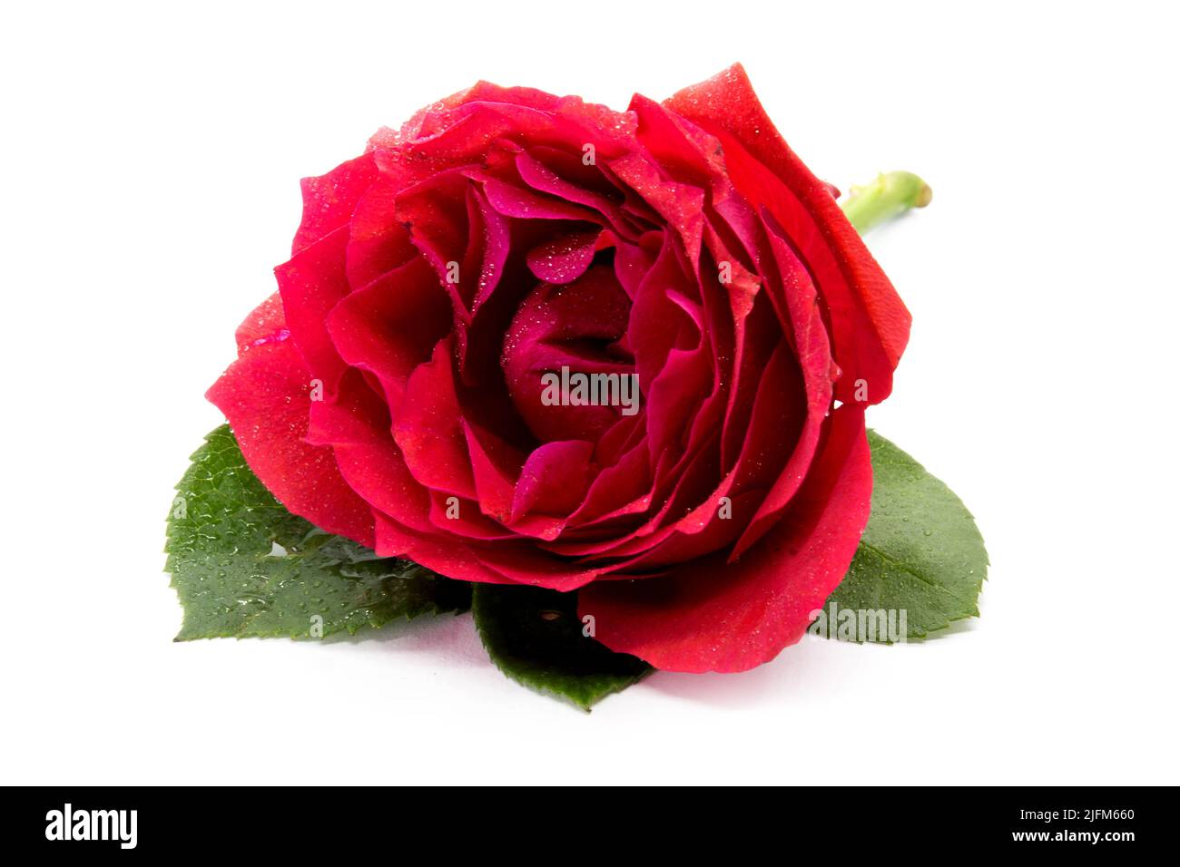 Beautiful red rose isolated on white background Stock Photo - Alamy