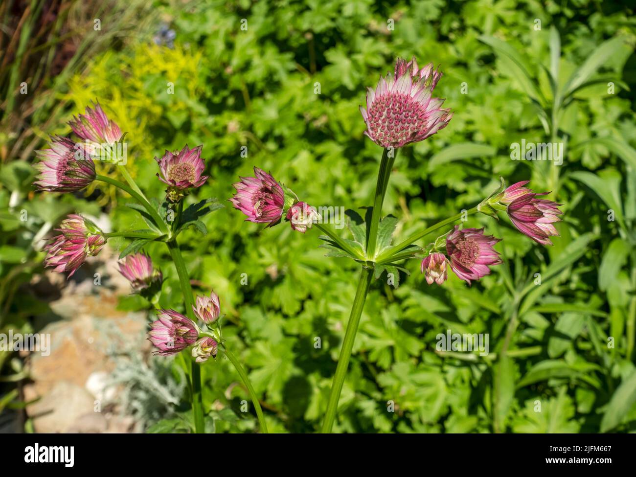 Close up of Astrantia 'Roma' Apiaceae plant flowers flowering pink flower growing in the garden in spring England UK United Kingdom GB Great Britain Stock Photo