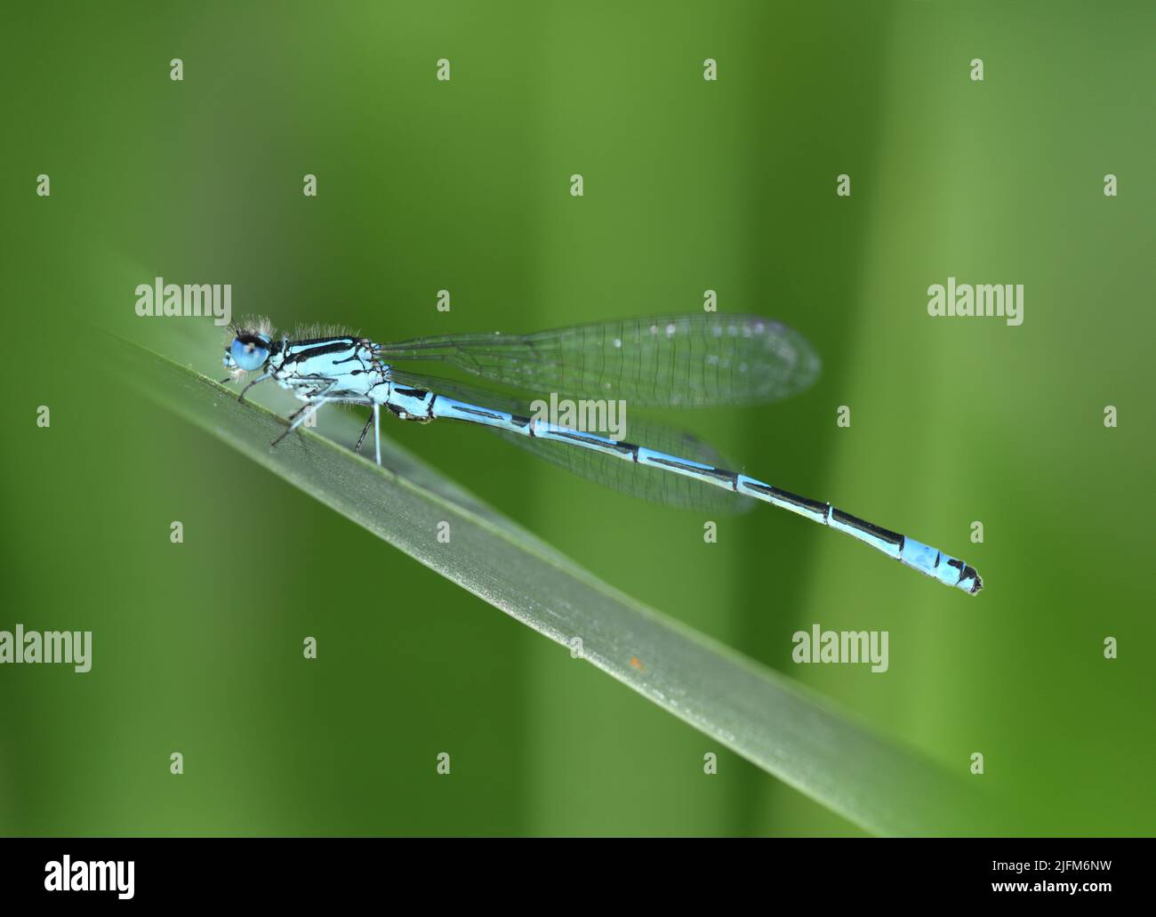Azure Damselfly - Coenagrion puella Stock Photo - Alamy