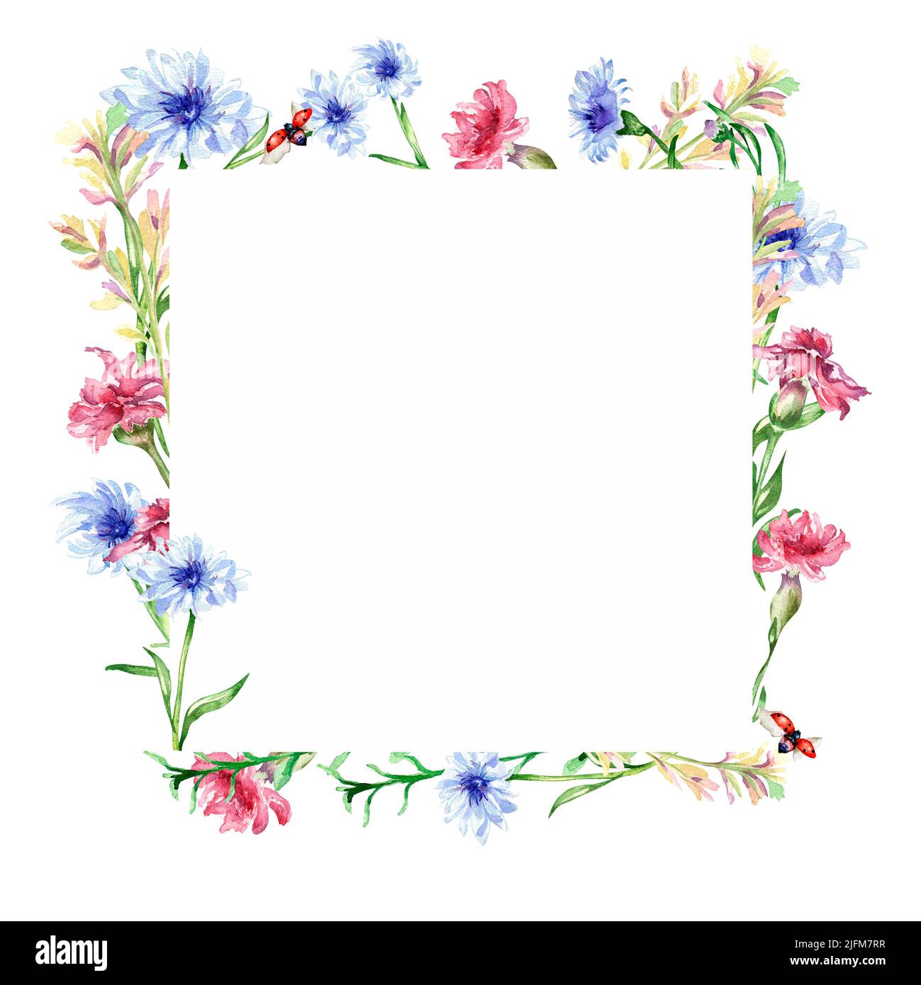 Frame with meadow colorful flowers watercolor illustration isolated. Wildflowers, blue cornflower, ladybug hand painted. Grassland design elements for Stock Photo