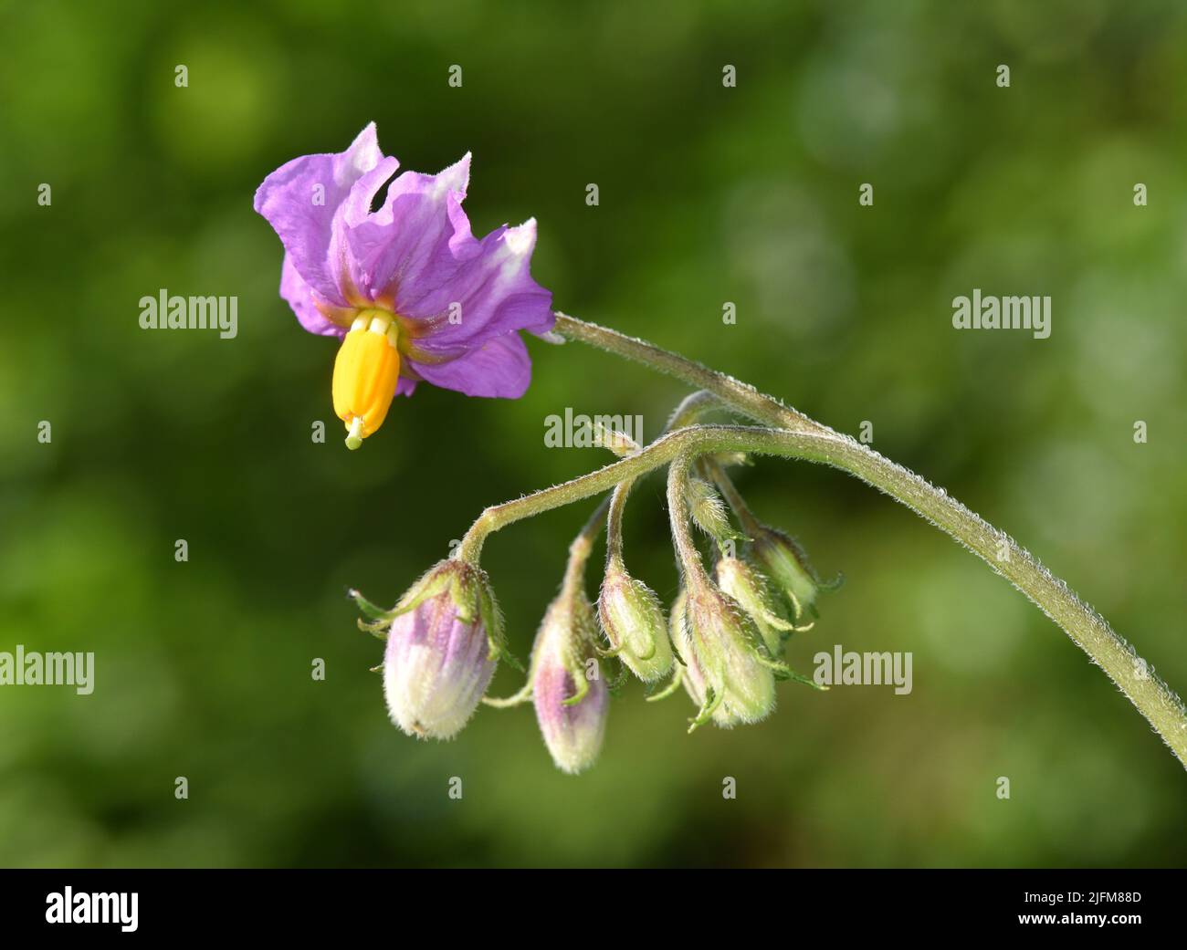 Potato - Solanum tuberosum Stock Photo