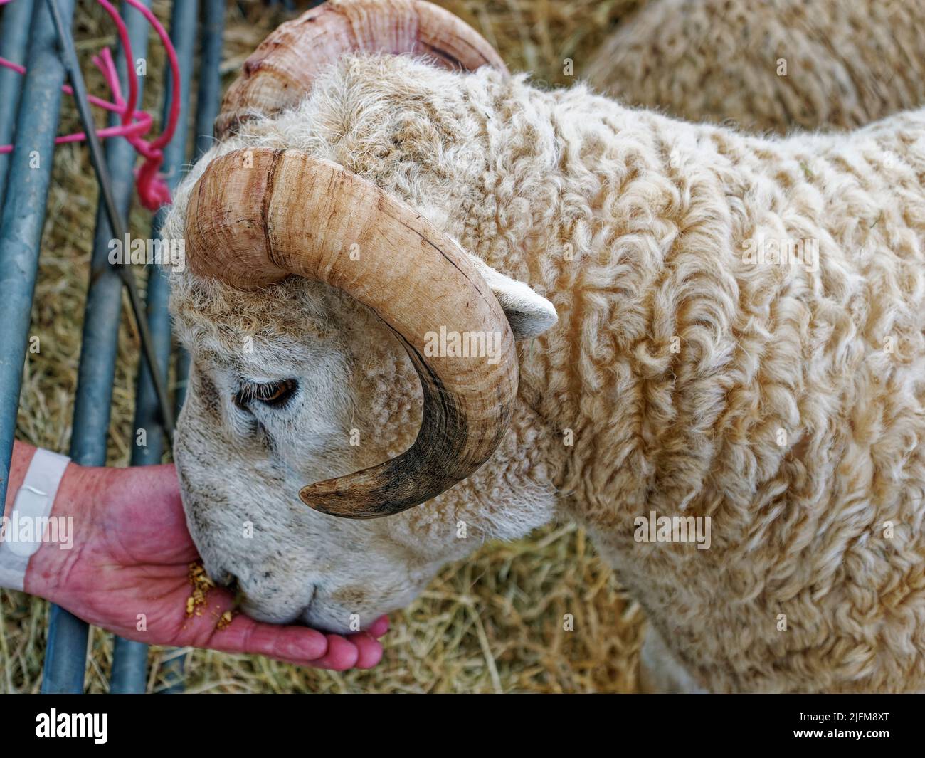 Dorset Horn Sheep Stock Photo Alamy