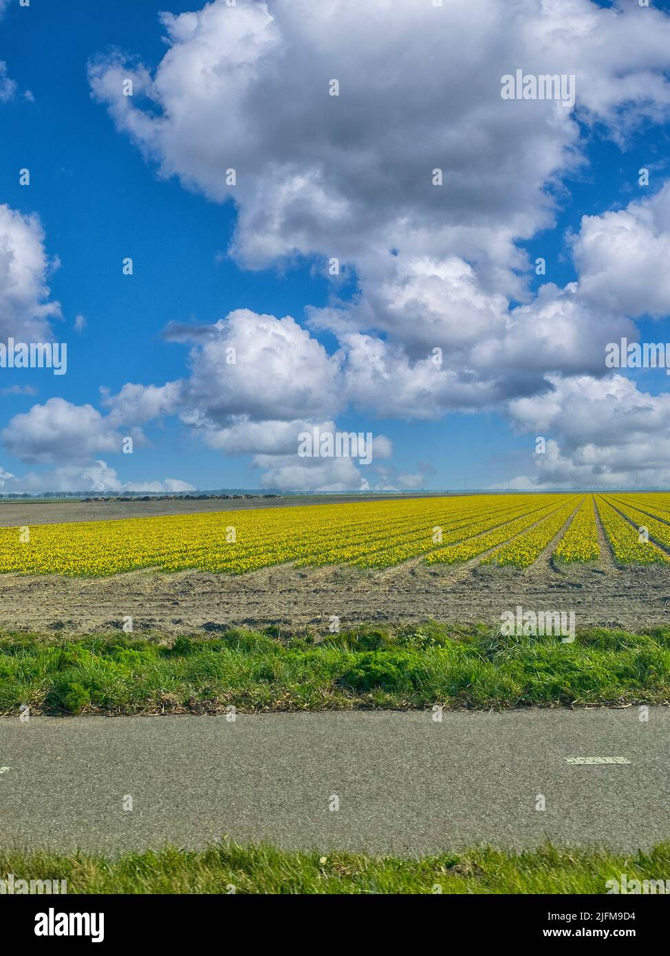 Daffodils in a field in spring on the isle of Texel in the Netherlands Stock Photo