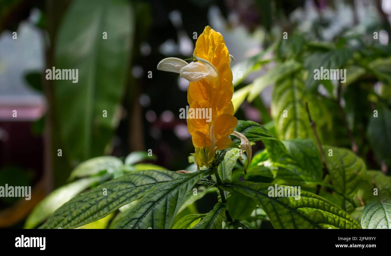 Bright yellow flower of Pachystachys Lutea Nees Lollypops, Golden Candles, Golden Shrimp Plant, Lollipop Plant, Yellow Shrimp Plant with green leaves Stock Photo