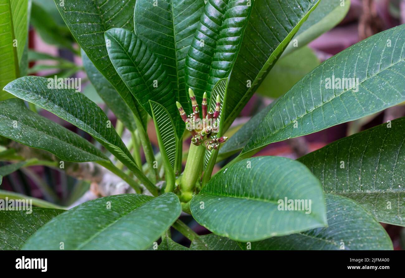 frangipani ,Plumeria sp, among the leaves in the garden, buds without flowers .Decorative plants background concept, park, outdoors, horticulture Stock Photo