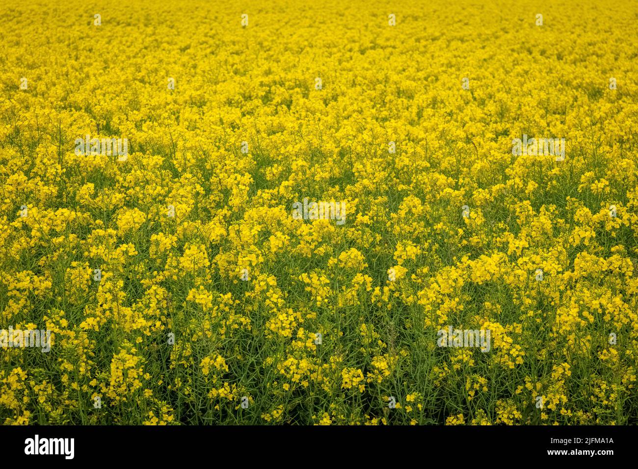 A beautiful field of rapeseed (Brassica napus) flowers in South Africa