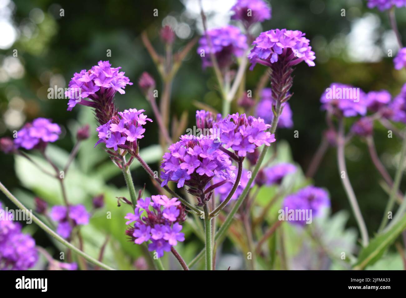 Verbena rigida Stock Photo