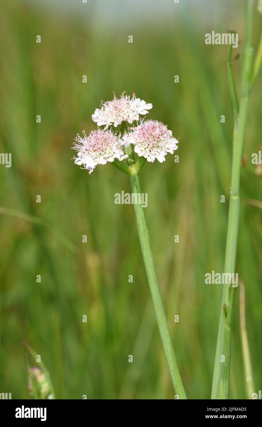 Tubular Water-dropwort - Oenanthe fistulosa Stock Photo