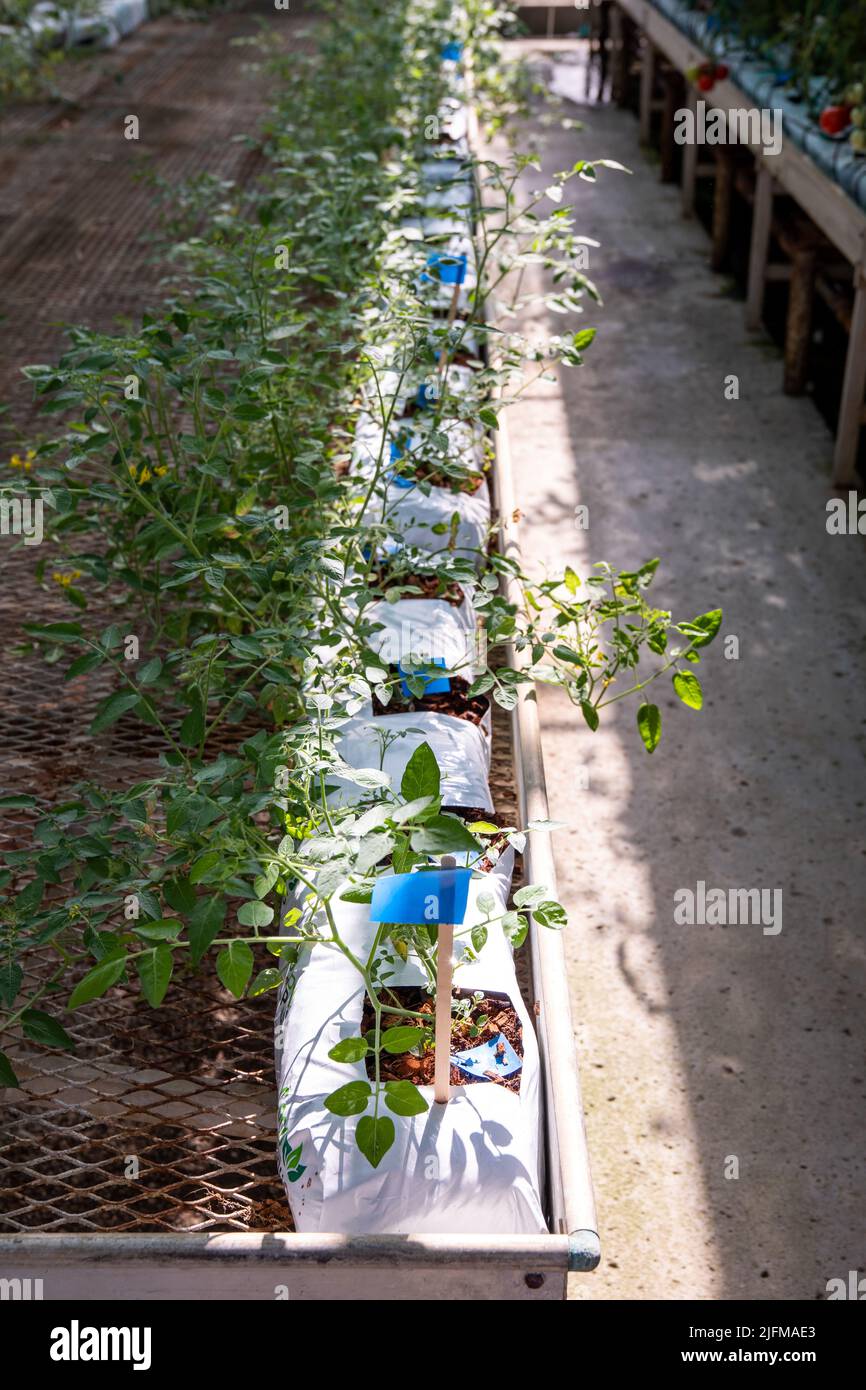 Tomatoes on the research and development greenhouse.