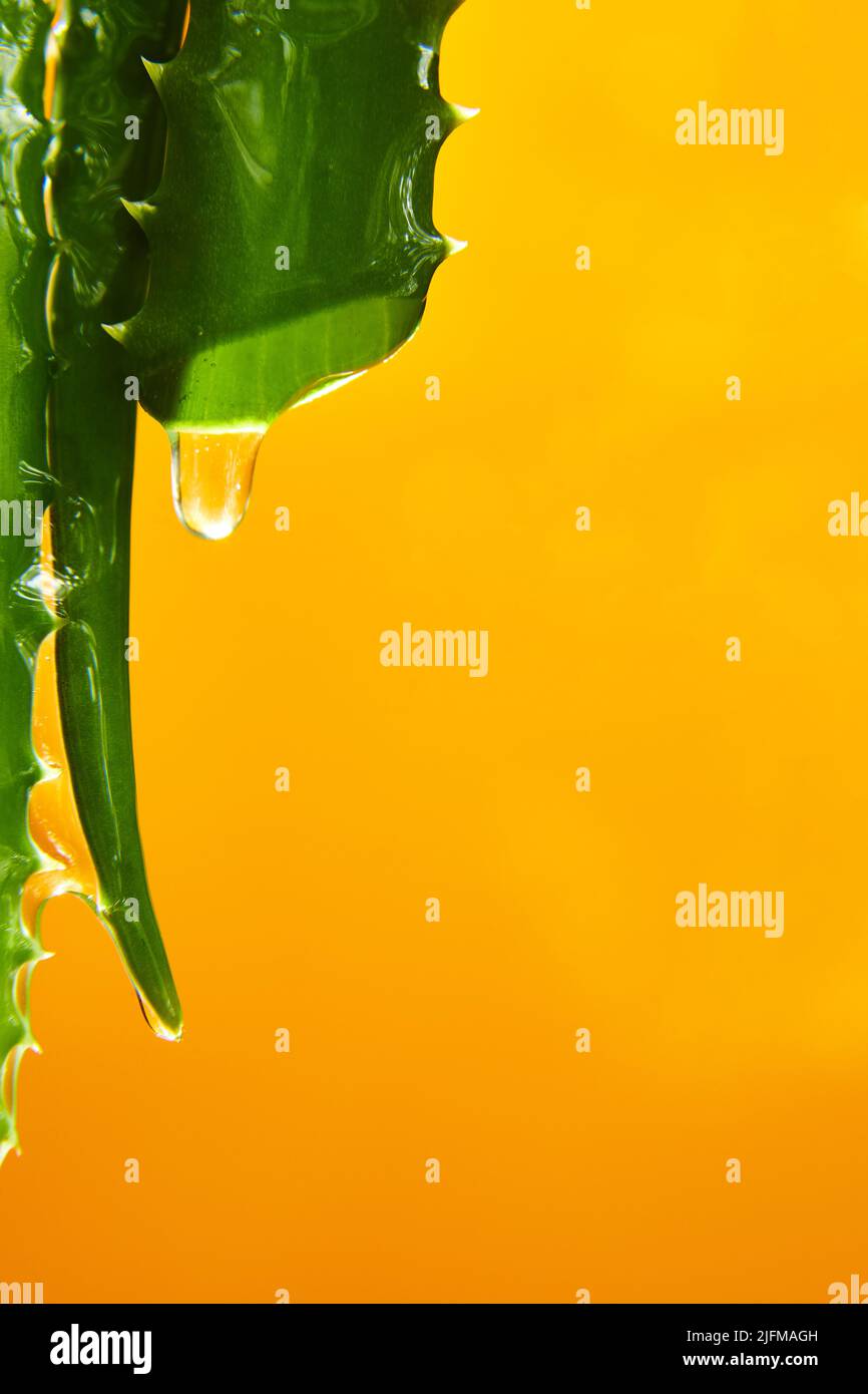 Alora vera leaf with juice, gel drips from the stems on yellow background,  natural medical plant for organic cosmetics, alternative medicine, drop of  Stock Photo - Alamy