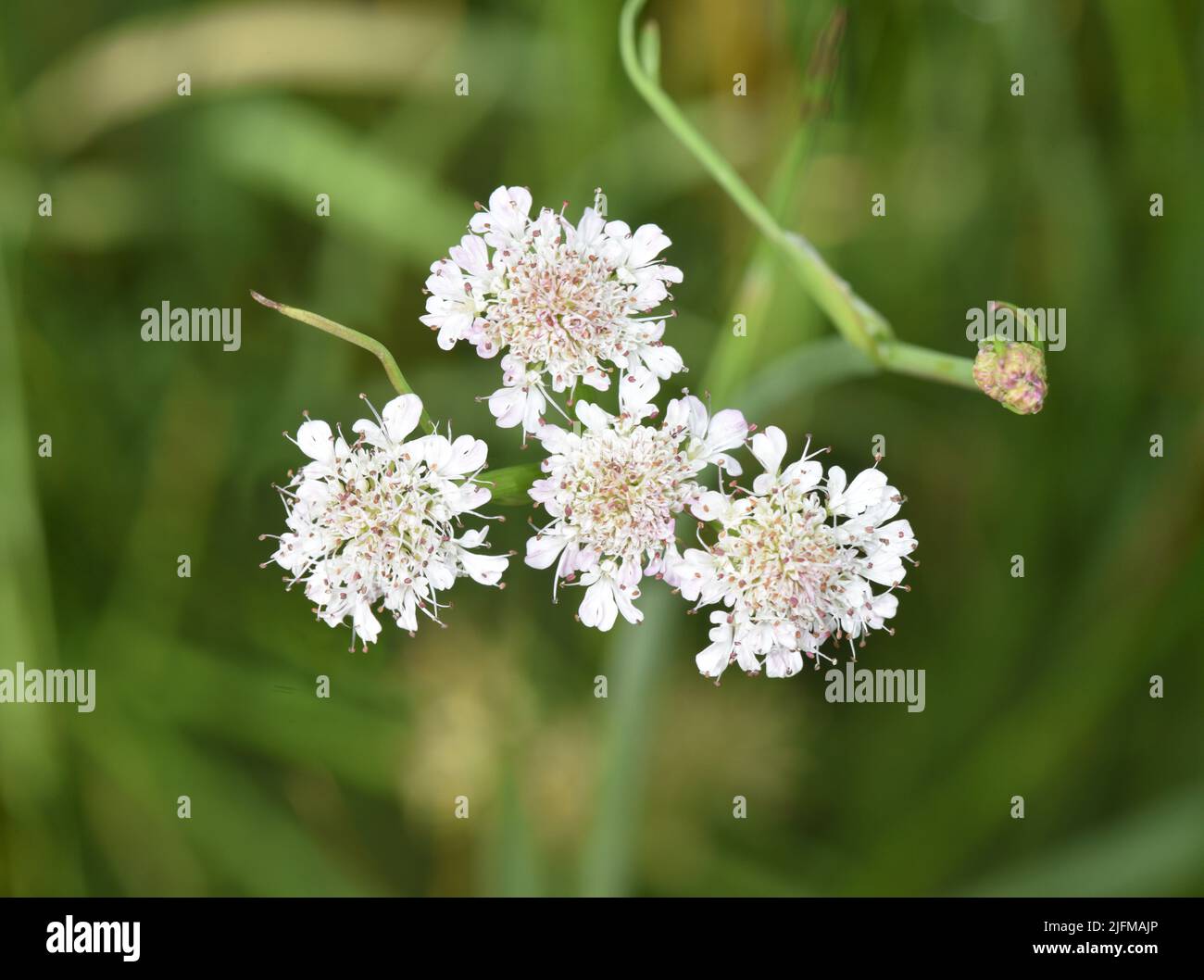 Tubular Water-dropwort - Oenanthe fistulosa Stock Photo