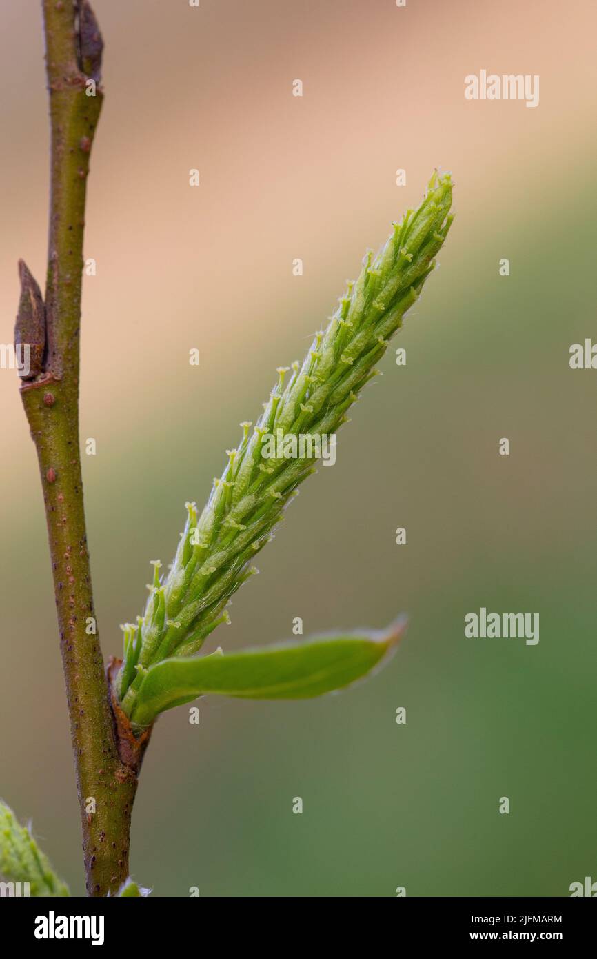 Female flower of Salix fragilis Stock Photo Alamy