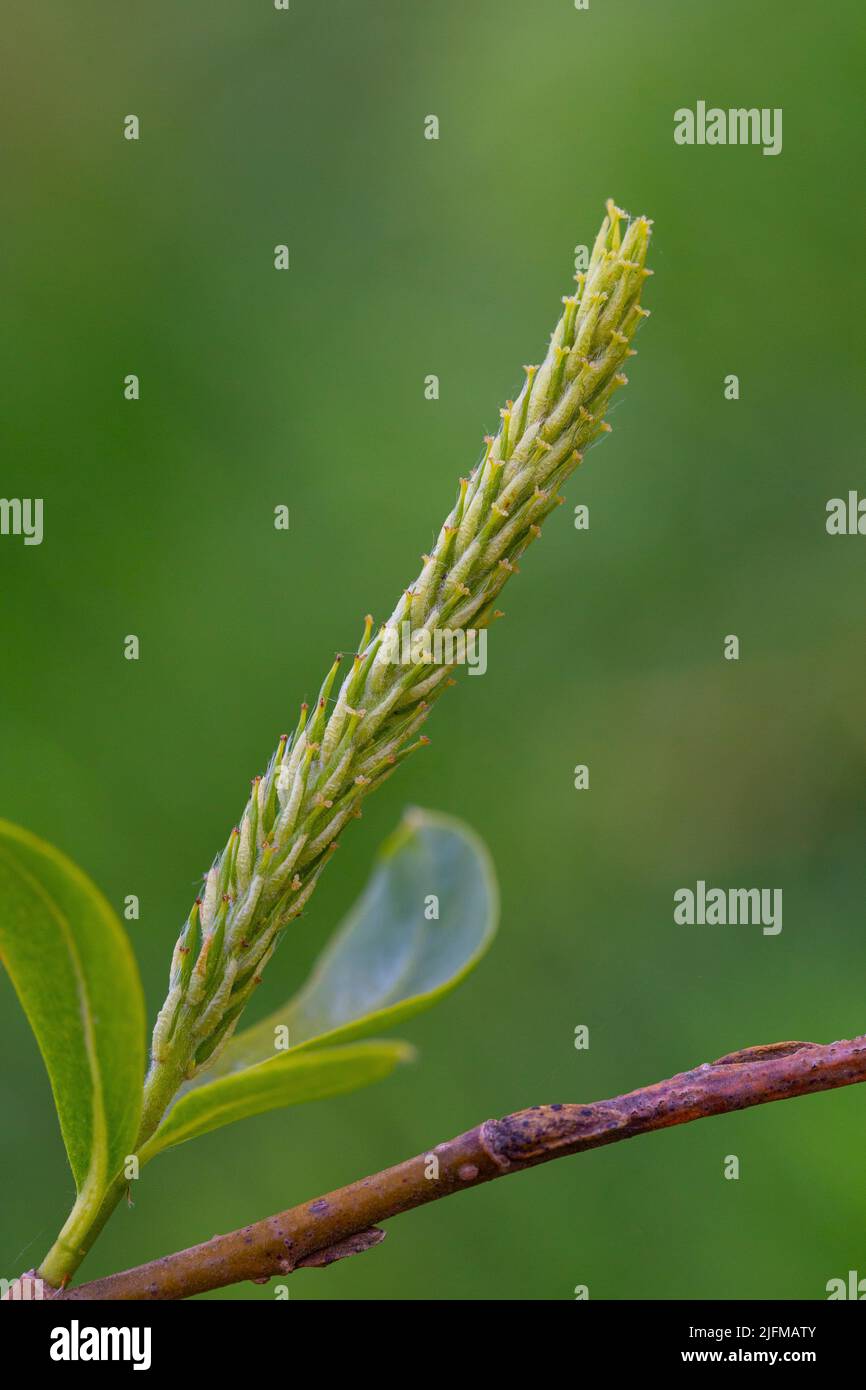 Female flower of Salix fragilis Stock Photo Alamy