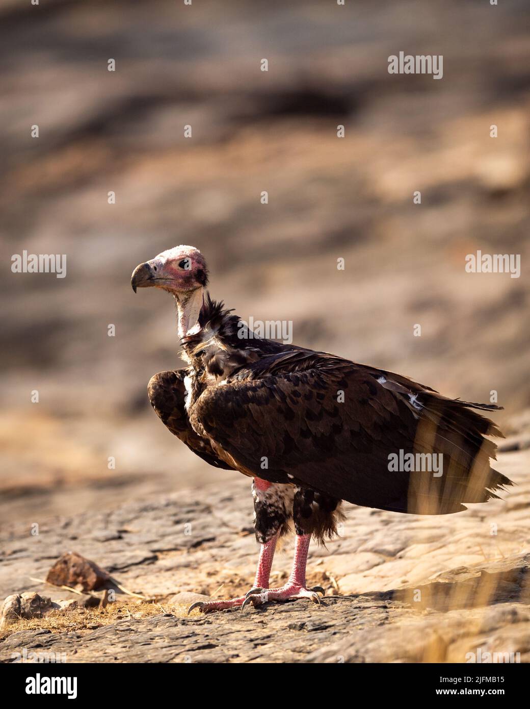 red headed vulture or sarcogyps calvus or Asian king or Indian black vulture closeup or portrait at Ranthambore National Park or forest Reserve india Stock Photo