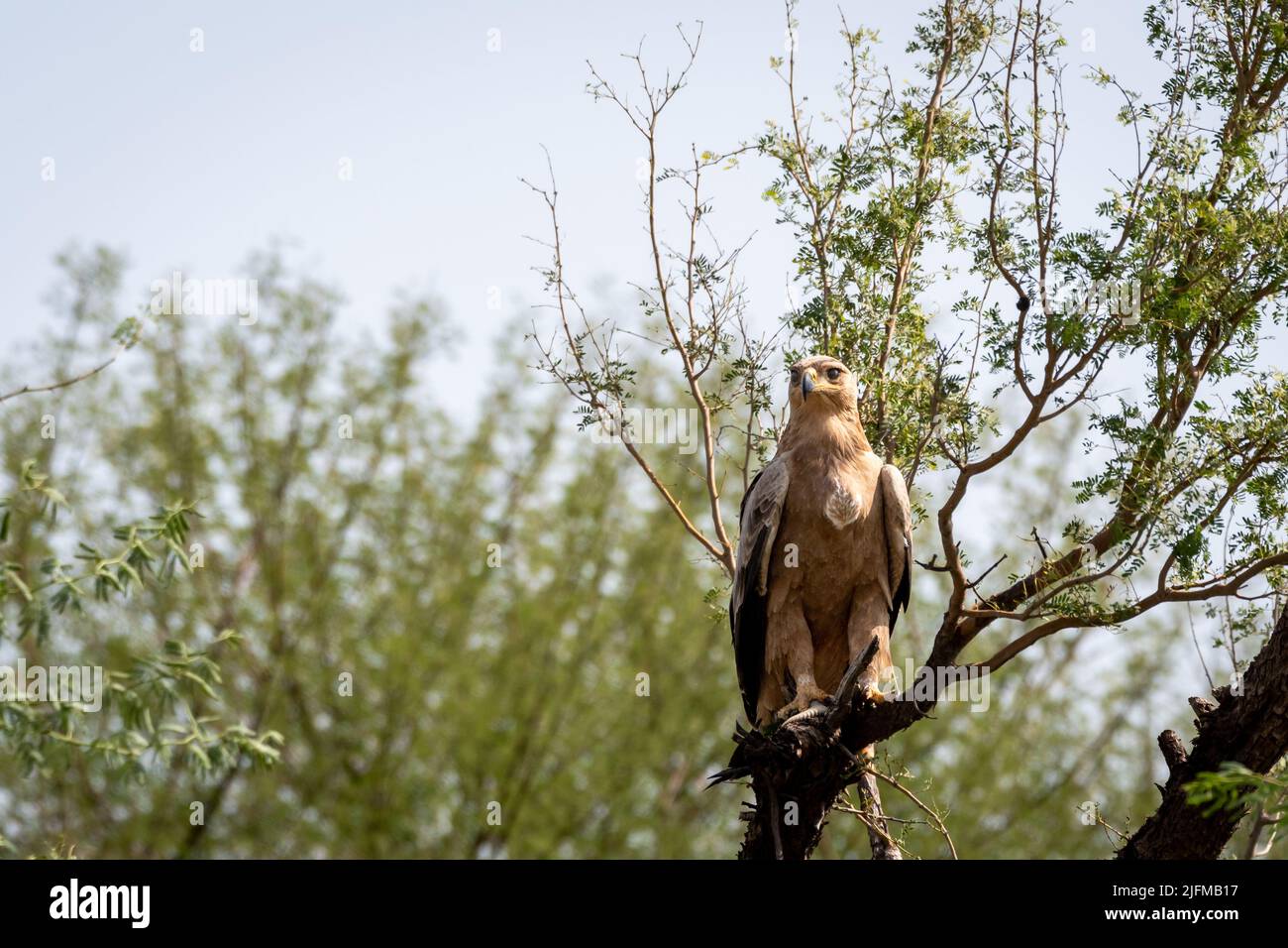 Tawny eagle or Aquila rapax bird of prey in natural green background perched on tree at tal chhapar sanctuary rajasthan India Stock Photo
