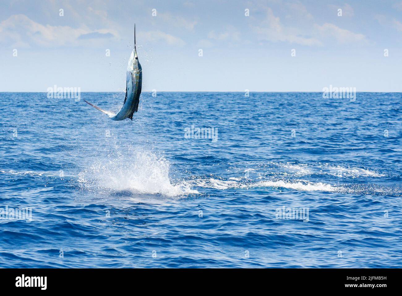 An Indo-Pacific sailfish (Istiophorus platypterus) leaping out of water in Watamu Banks, Kenya Stock Photo