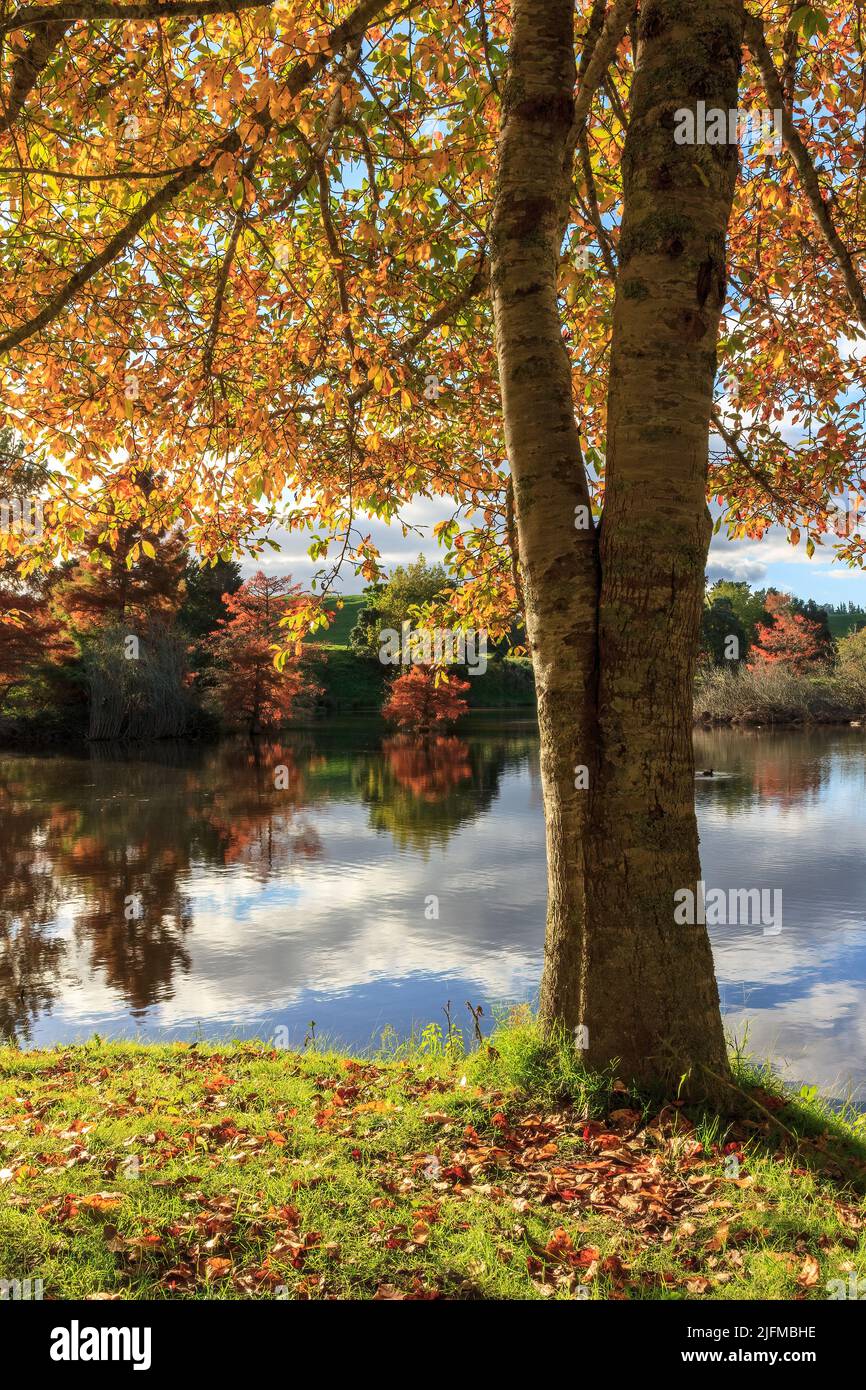 A tree with golden-red autumn foliage on the shore of a tranquil lake Stock Photo