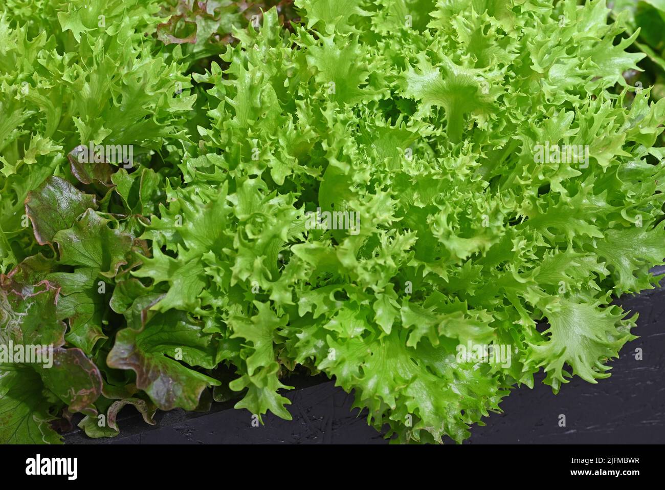 Closeup of an green Frisee lettuce ready to eat Stock Photo Alamy