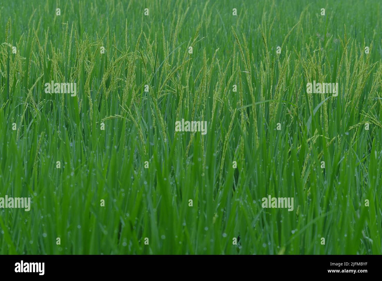 Rice in ricefields that are almost harvested Stock Photo - Alamy