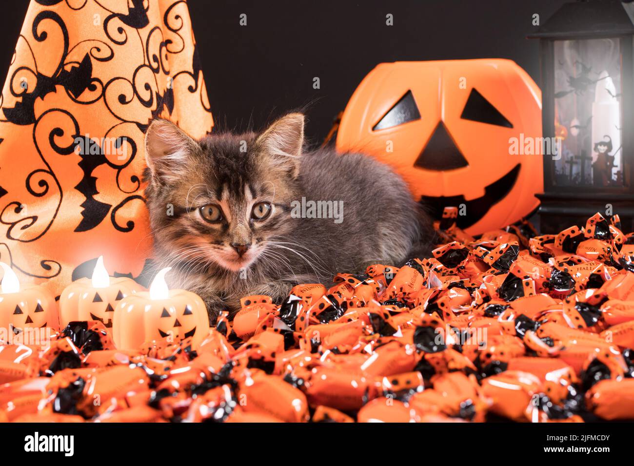 Cat halloween candy hi-res stock photography and images - Alamy, image size:1300x956