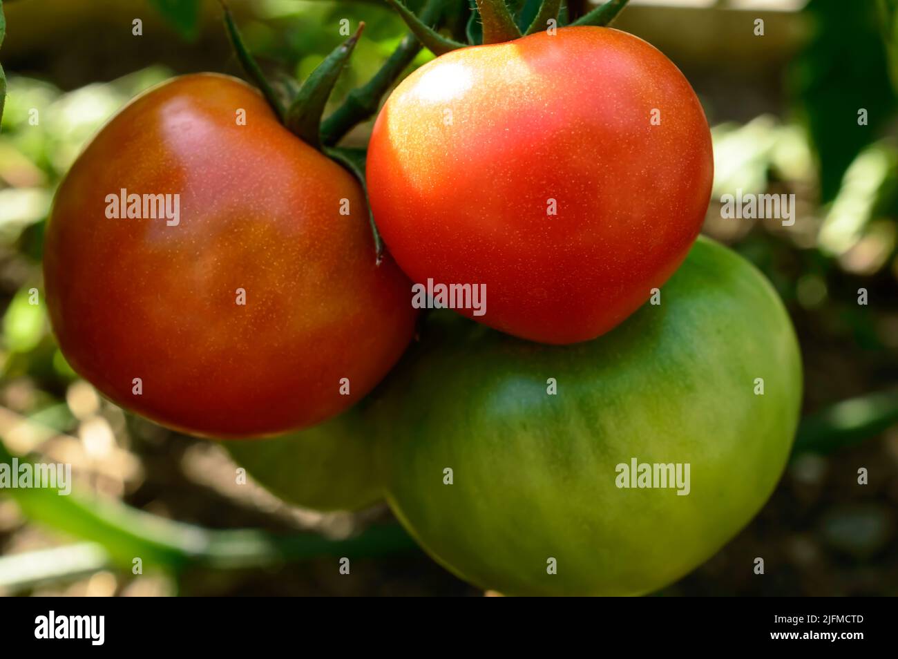 Group of green and red tomatoes in the garden. Close up photo. Background picture. Stock Photo