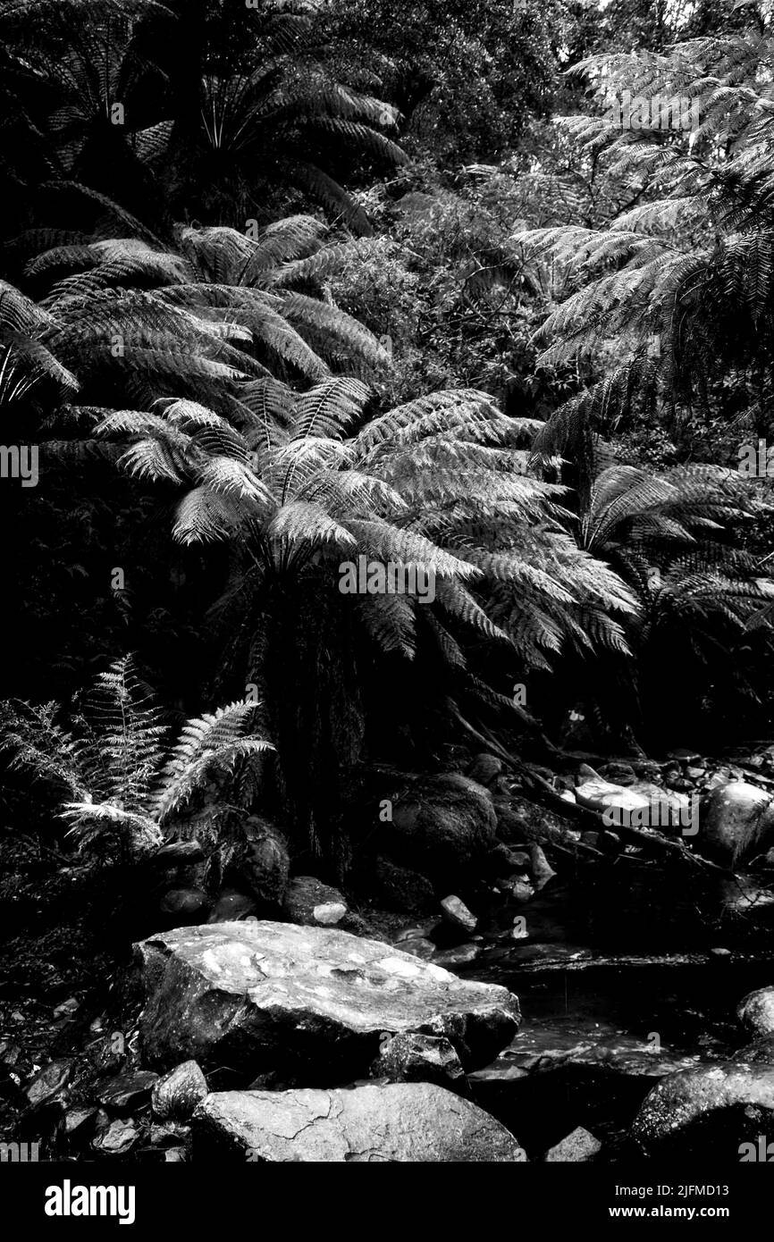TREE FERNS AND ROCKY RIVER BED ERSKIN FALLS LORNE VICTORIA AUSTRALIA Stock Photo
