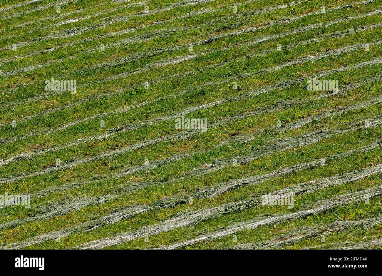 Between Grass Rows rows of grass mowed in the field, green, traditional Stock Photo - Alamy