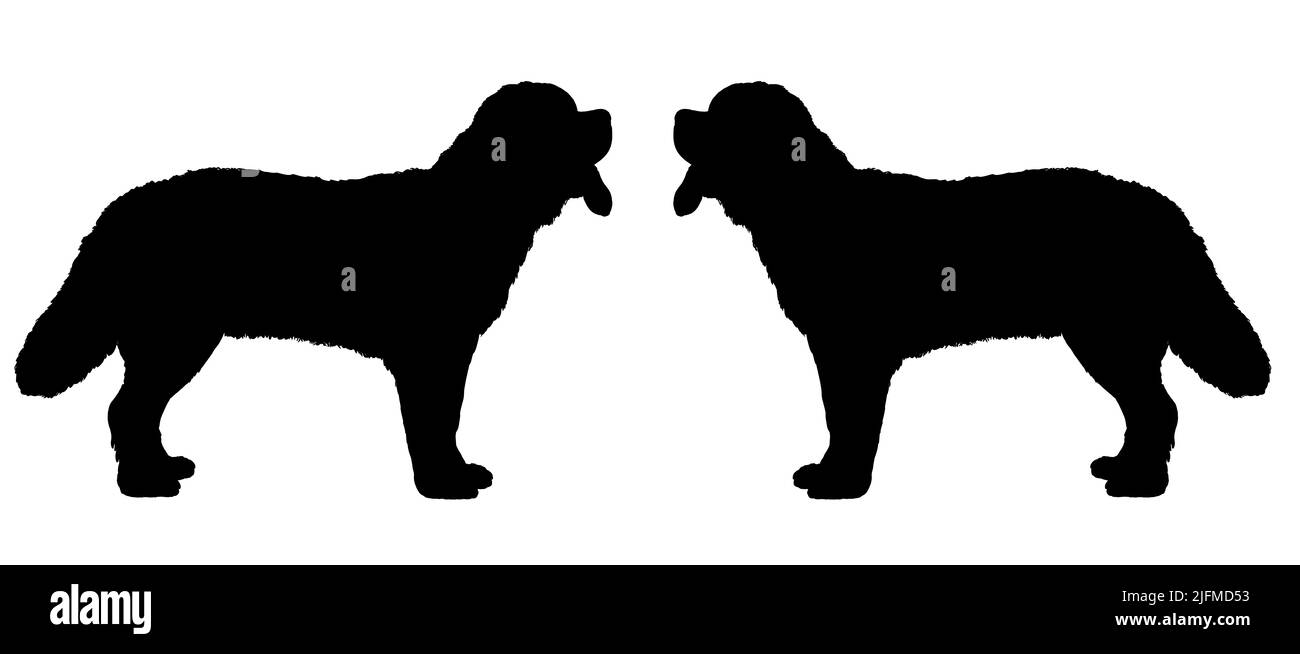 Silhouette of the Saint Bernard - very large working dog. Isolated illustration for coloring book. Stock Photo