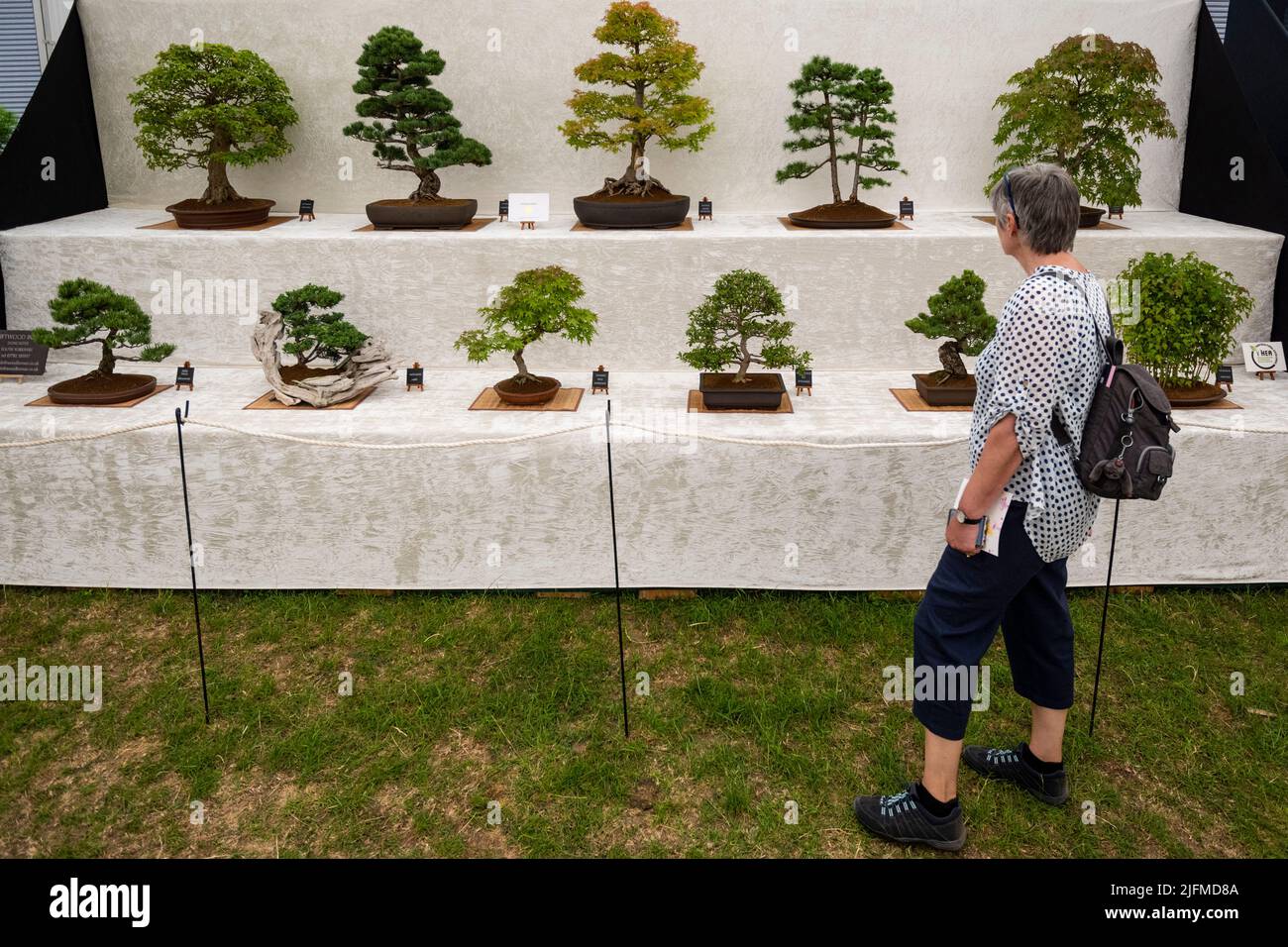 Bonsai trees hampton court palace flower show hi-res stock photography and  images - Alamy