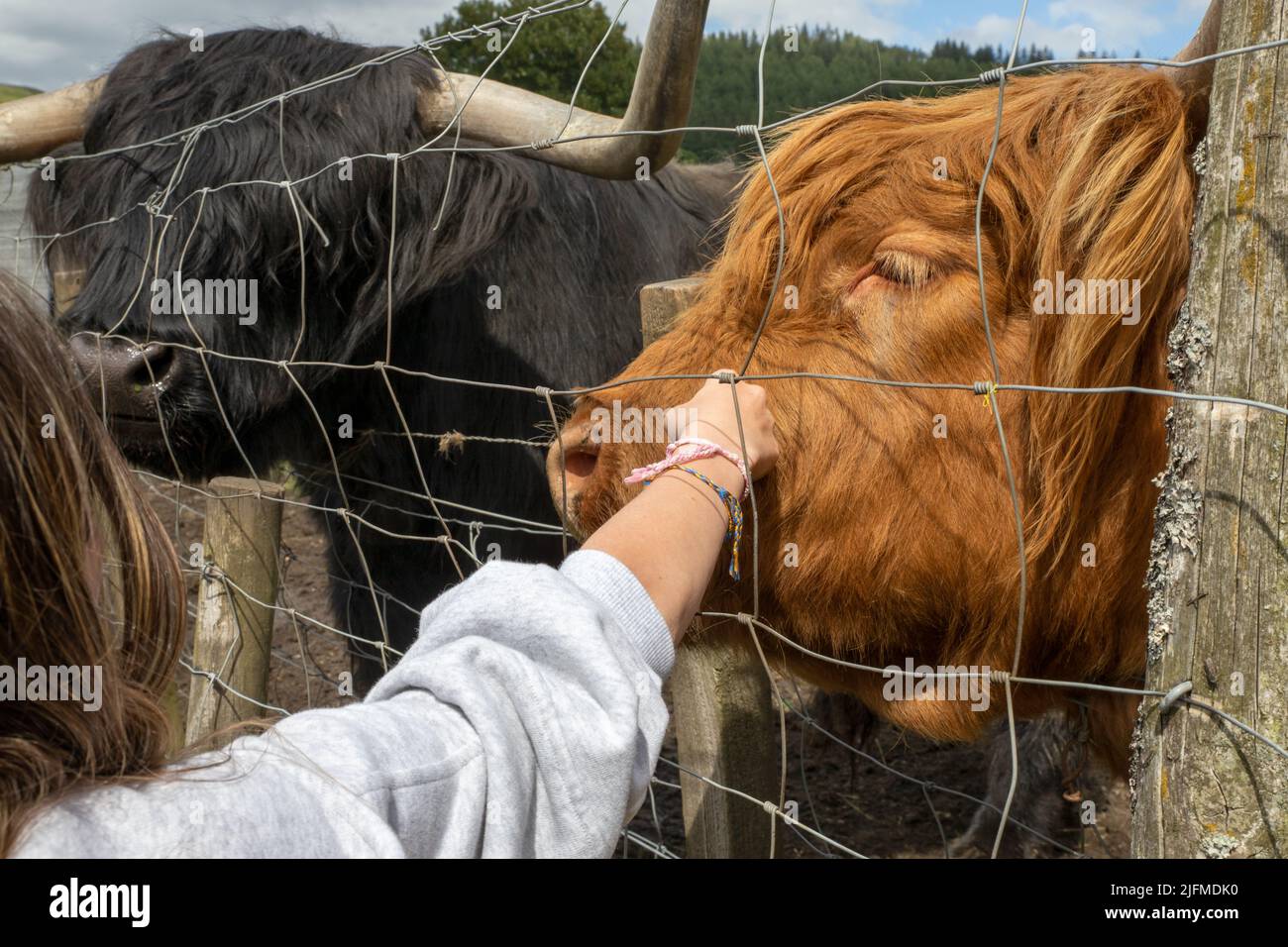 Highland cattle or Highland cow it's a Scottish breed of rustic cattle. It originated in the Scottish Highlands and the Outer Hebrides. Stock Photo