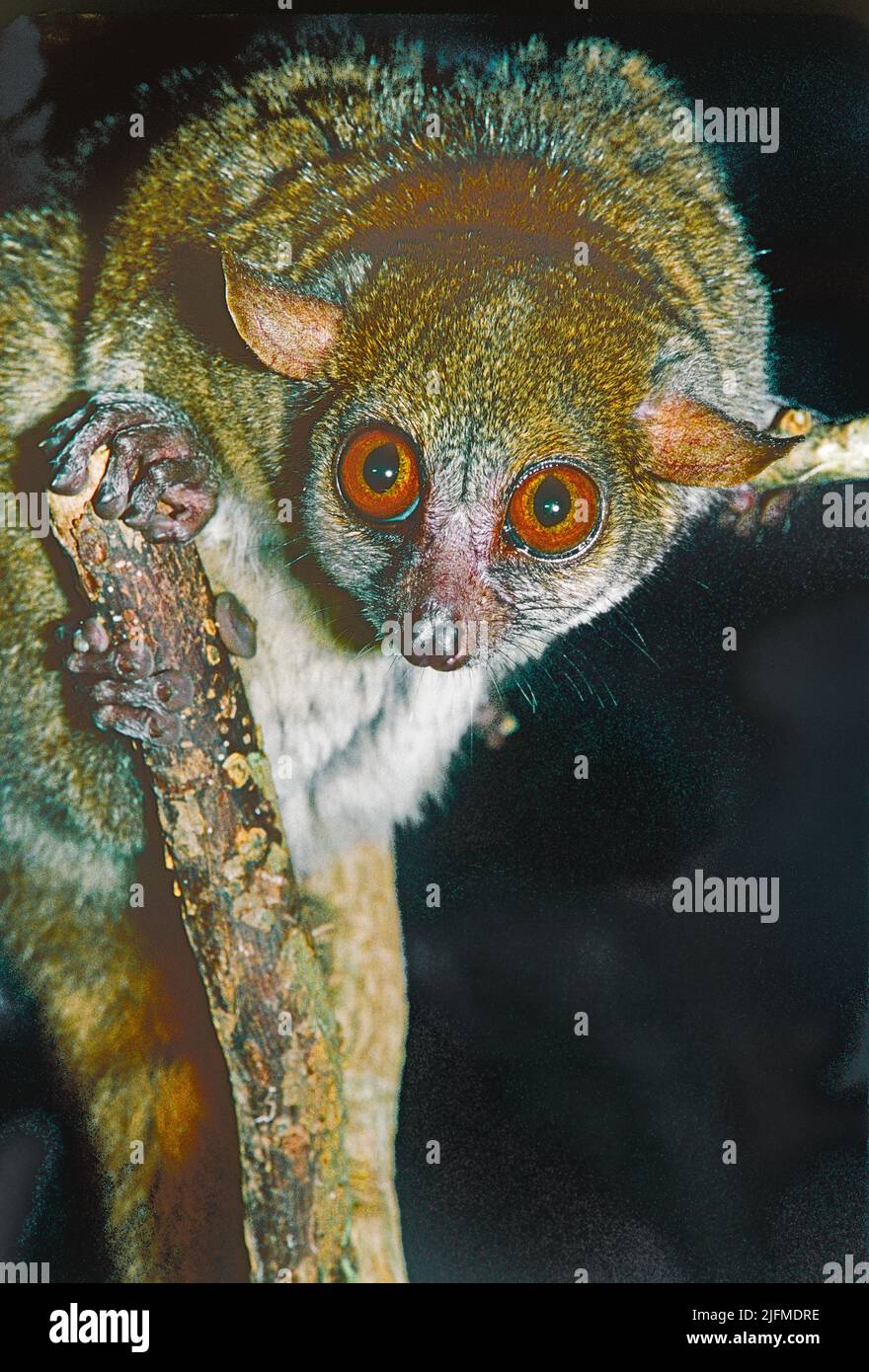 Coquerel's Dwarf Lemur or Giant Mouse Lemur,   (Mirza coquereli). from North West Madagascar. Listed as Endangered. Stock Photo