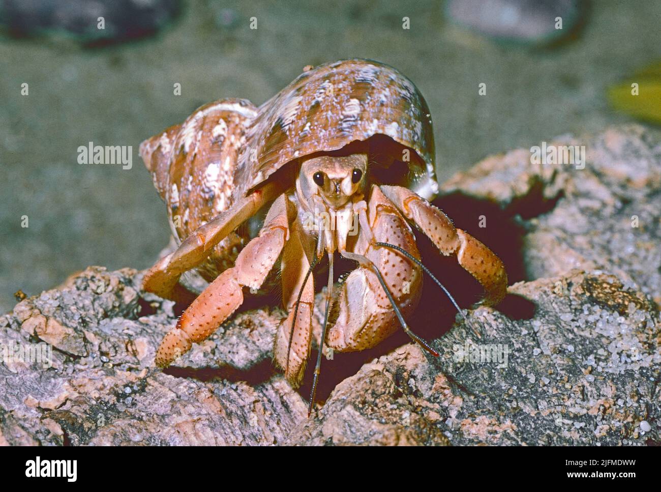 Land Hermit Crab ,  (Coenobita rugosus,) found from  Indonesia, Australia, E African coast to SW Pacific. Stock Photo