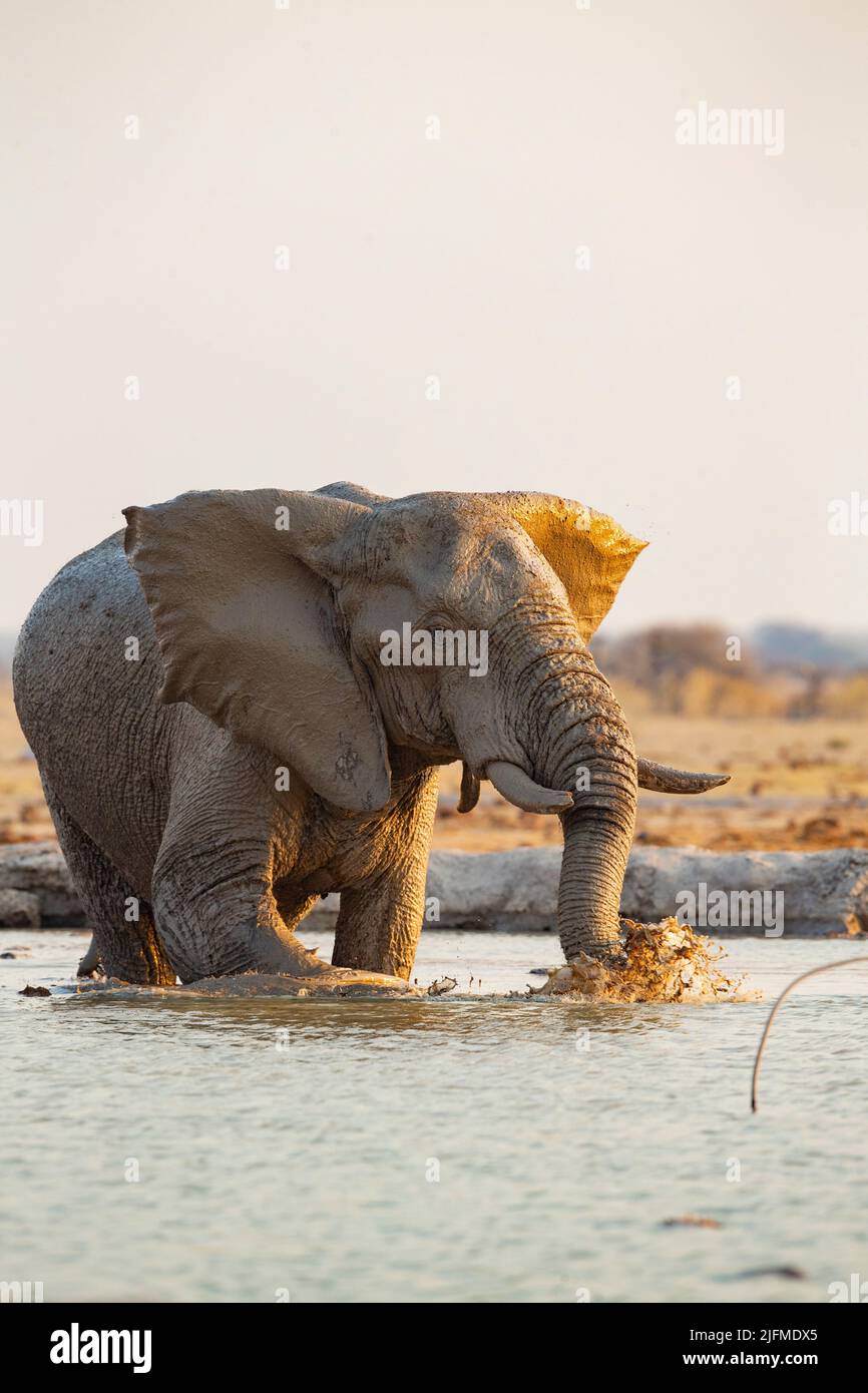 African Elephant (Loxodonta africana) bathing in a water hole Stock Photo