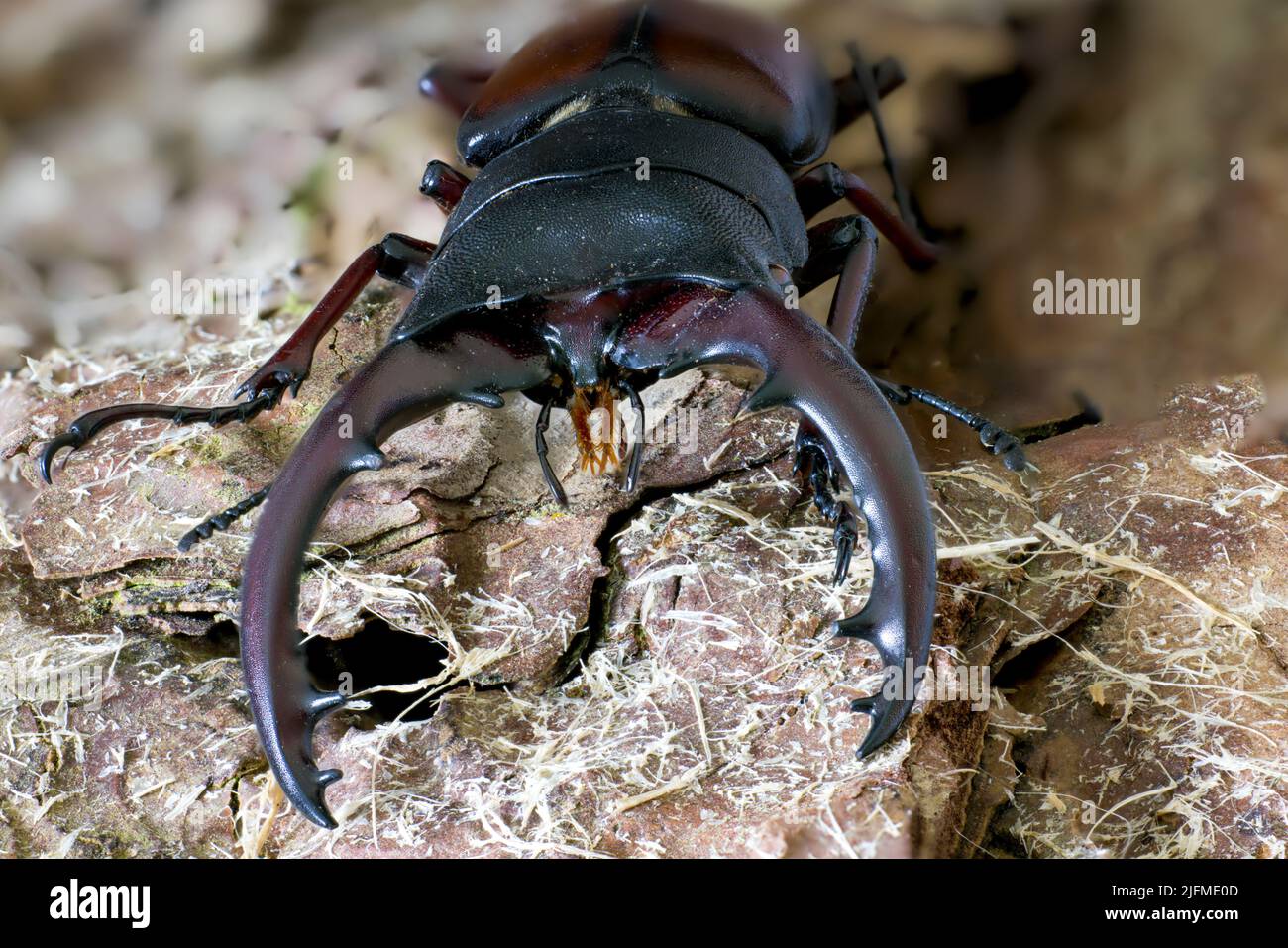 Stag Beetle species, (Prosoporcoilus umhangi), from Tanzania Stock Photo