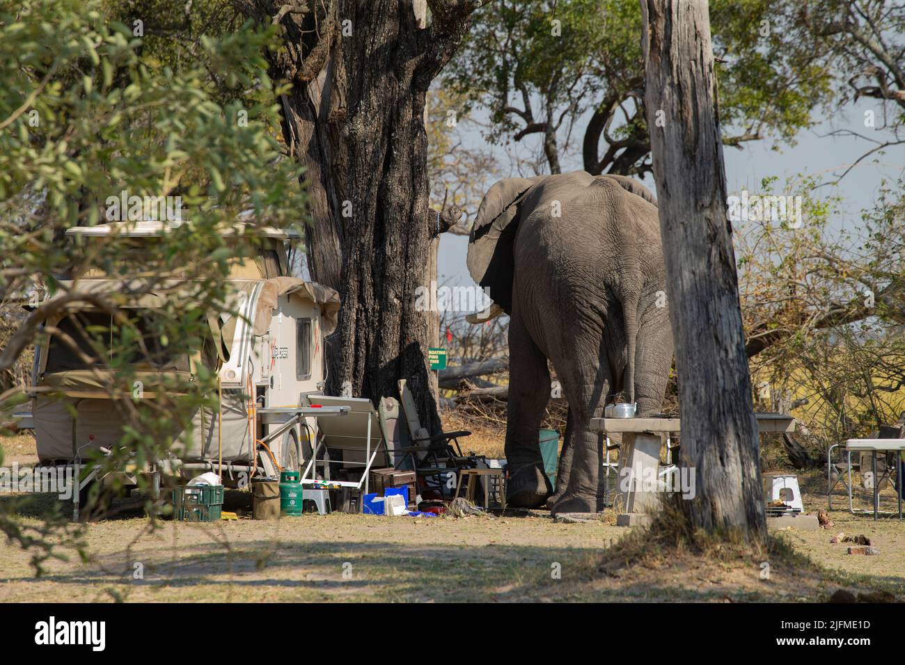 African Elephant (Loxodonta africana) disturbing a tourist campsite Stock Photo