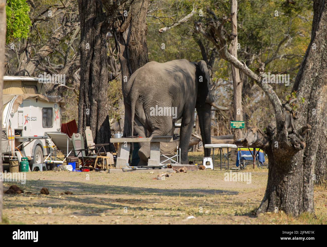 African Elephant (Loxodonta africana) disturbing a tourist campsite Stock Photo