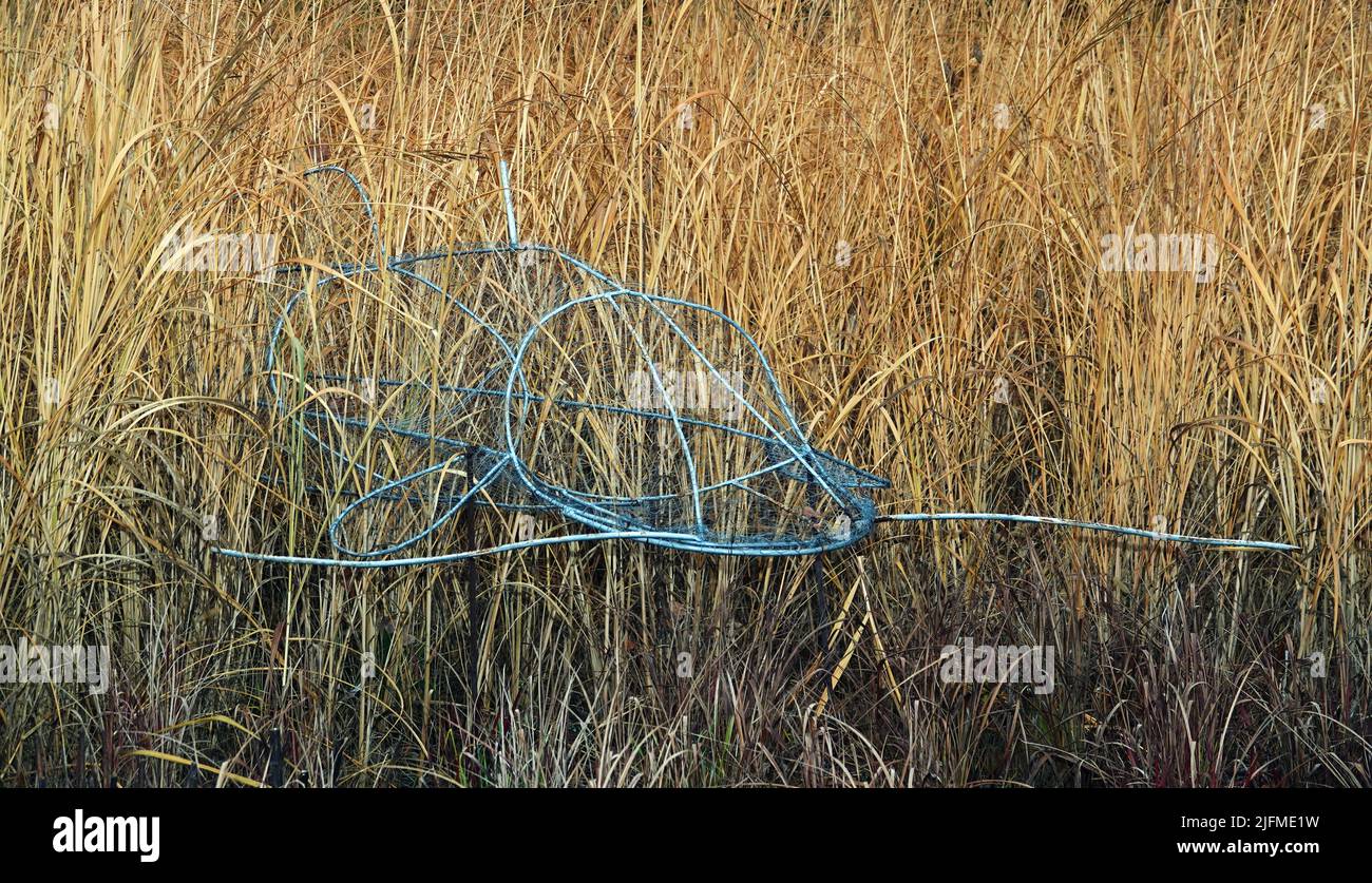 Kiev, Ukraine January 10, 2021 Iron fish in a thicket of reeds