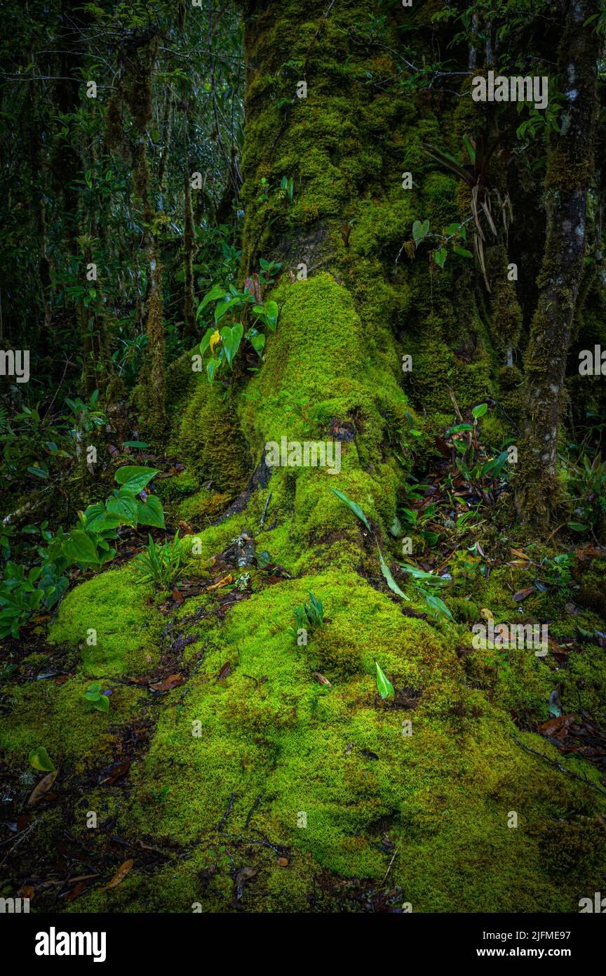 Moss growing in cloud forest, San Gerardo de Dota, Costa Rica. Stock Photo