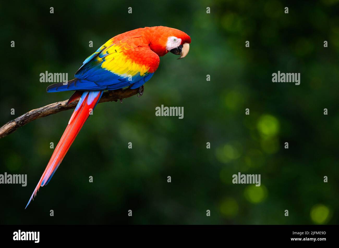 Scarlet Macaw (Ara macao) sitting on a branch, seen from behind, looking at camera, Costa Rica. Stock Photo