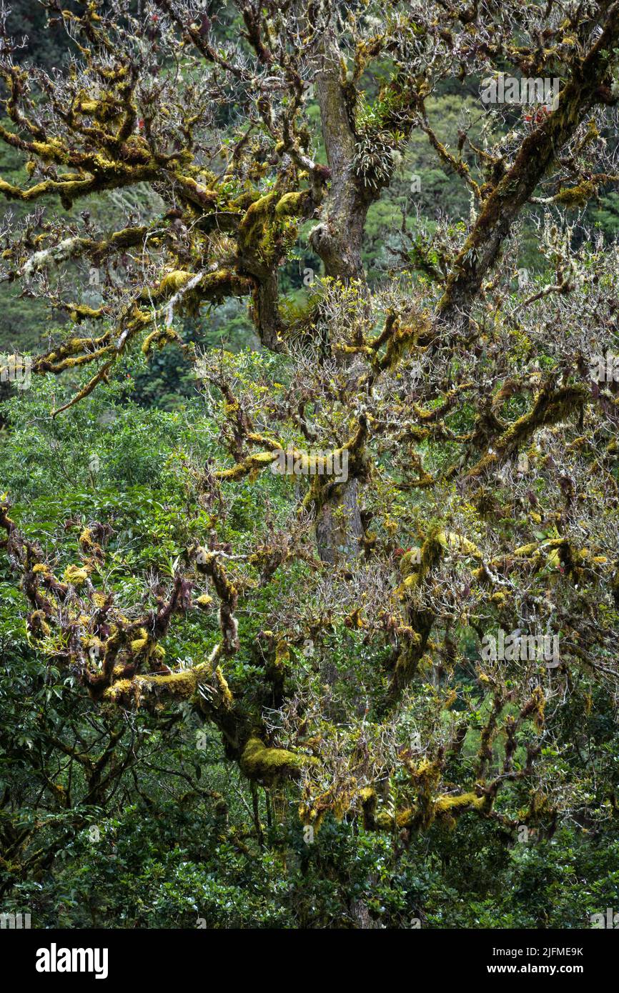 Detail from moss covered trees in the rainforest, San Gerardo de Dota, Costa Rica. Stock Photo
